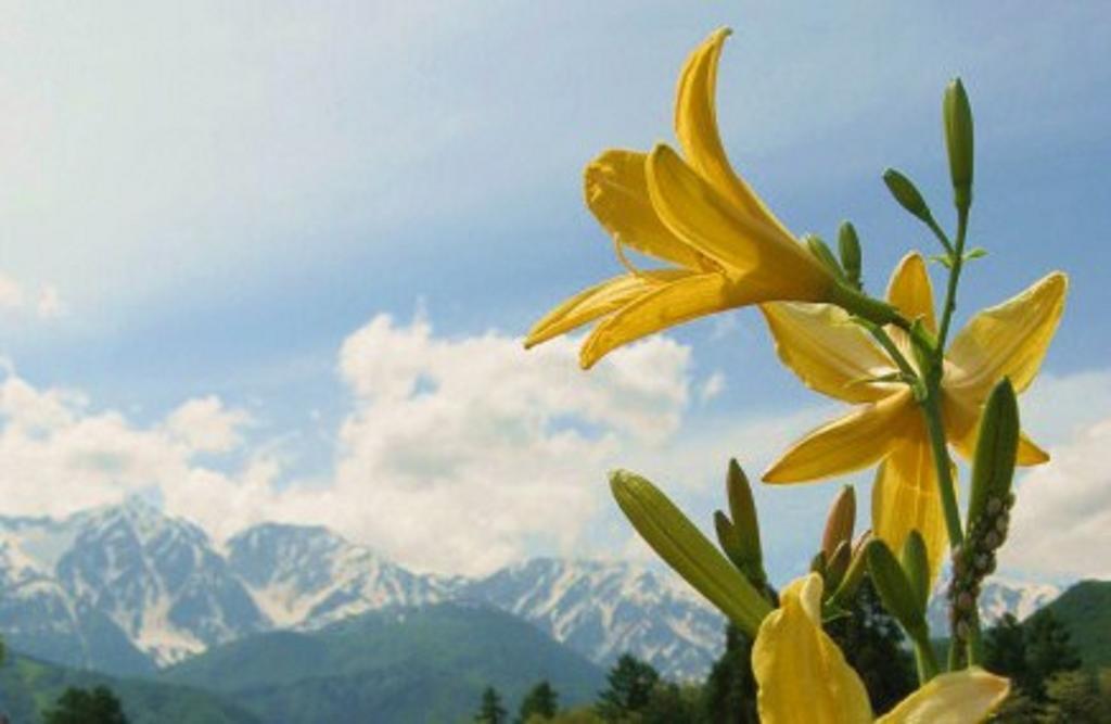 Pension Blue Hakuba Eksteriør billede